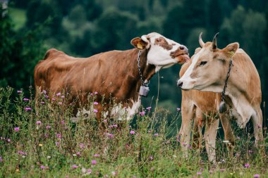 Yaz günü İskoçya 'da çayırlarda seks oyunları oynayan iki komik benekli inek. Tarlada çiftleşen sığırlar ve arka plandaki orman ve dağların manzarası. Hayvan çiftleşme alışkanlıkları