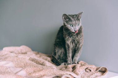 Gri arka planda oturarak banyo yaptıktan sonra komik, ıslak, tüylü kedi yavrusunu yıkadım. Evcil hayvanlar ve yaşam tarzı konsepti. Renkli portreyi yıkadıktan sonra sevimli tüylü Rus mavi kedisi