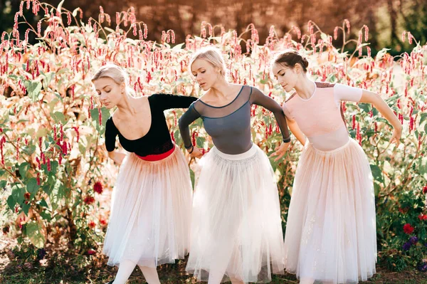 Dramatisches Porträt Von Drei Anmutigen Ballerinen Die Über Rosa Blumen — Stockfoto