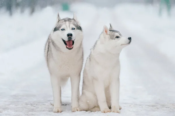 Szibériai Husky Pár Télen Gyönyörű Kiskutyák Kedves Kutyák Barátságos Kisállat — Stock Fotó