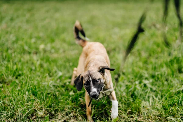 Happy Bermain Lincah Cepat Dan Marah Anjing Menikmati Kebebasan Alam — Stok Foto