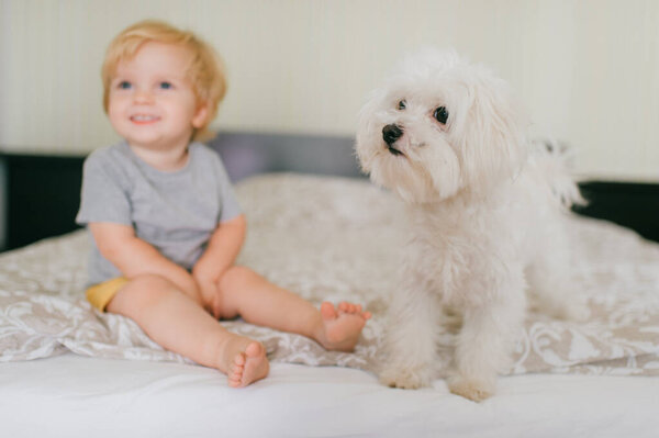 Picture of cute little caucasian boy with short fair hair in grey t-shirt and yellow shorts have a lot of fun with his pretty white dog in bedroom.