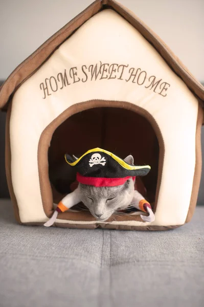 可爱的小猫穿着海盗服装 戴面具的猫真有趣 — 图库照片