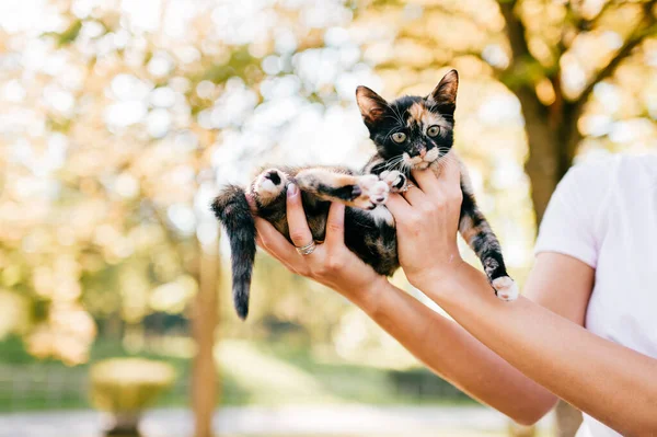 Pequeño Retrato Peludo Gatito Raza Pura Propietario Sosteniendo Pequeño Gatito —  Fotos de Stock