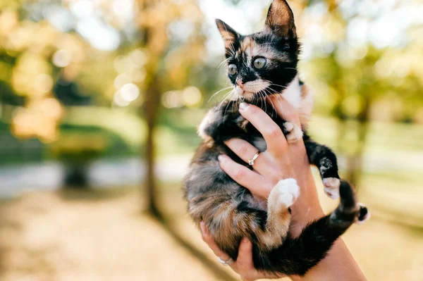 Lilla Lurviga Renrasiga Kissekattsporträtt Ägare Som Håller Liten Kattunge Hösten — Stockfoto