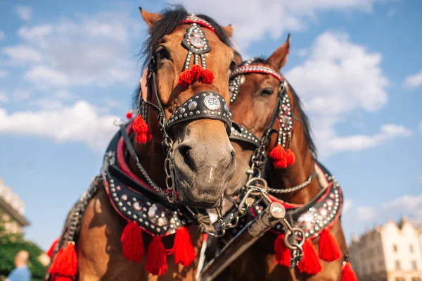 馬車に乗って観光客のために装飾された2頭の馬 — ストック写真