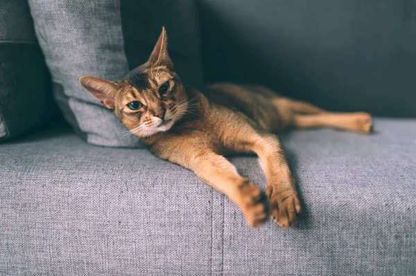 Abessinische Katze Auf Sofa Liegend Schöne Kleine Kätzchen Entspannen — Stockfoto