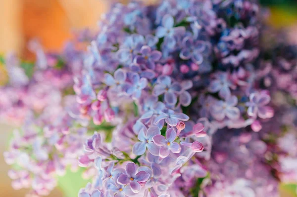 Närbild Makro Detaljerad Bild Blommande Vackra Lila Grenar Bukett Abstrakt — Stockfoto