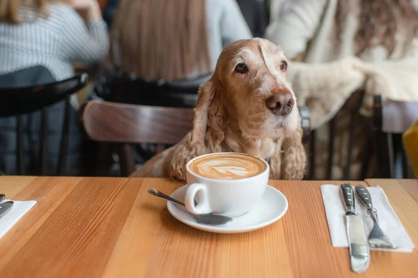 Retrato Perro Cocker Spaniel Mayor Sentado Caffe Con Una Taza —  Fotos de Stock