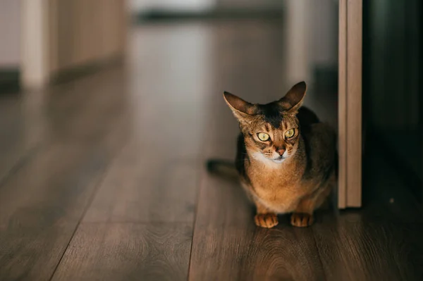 Schöne Kätzchen Porträt Abessinische Katze Hausinneren — Stockfoto