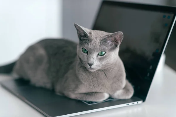 美丽的俄国蓝猫躺在家里的笔记本上 懒惰的小猫躺在笔记本电脑上 工作概念 — 图库照片