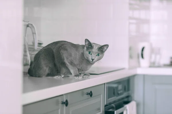 Schöne Kätzchen Spielen Auf Küche Lustige Russische Blaue Katze — Stockfoto