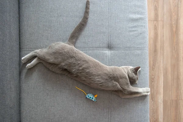 Υπέροχο Γατάκι Κοιμάται Στο Κρεβάτι Ένα Ποντίκι Παιχνίδι — Φωτογραφία Αρχείου