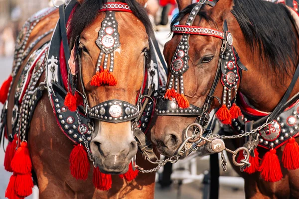 馬車に乗って観光客のために装飾された2頭の馬 — ストック写真