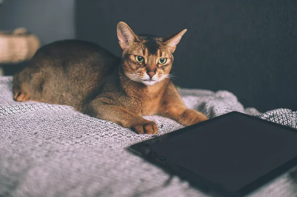 Abyssinian cat watching at tablet screen. Lovely playful kitten at home.