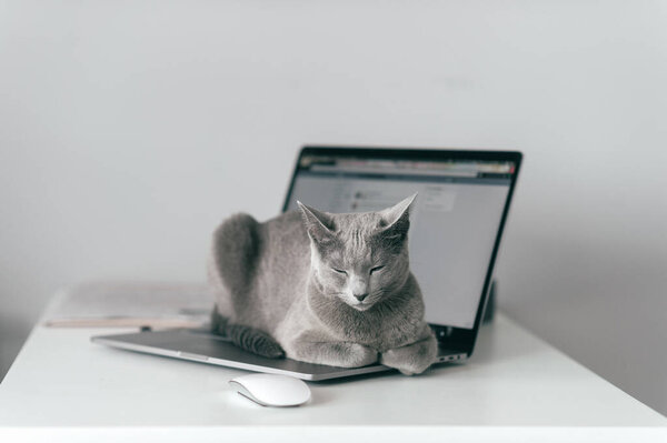 Beautiful russian blue cat with funny emotional muzzle lying on keayboard of notebook and relaxing in home interior on gray background. Breeding adorable gray kitten with blue eyes resting on laptop