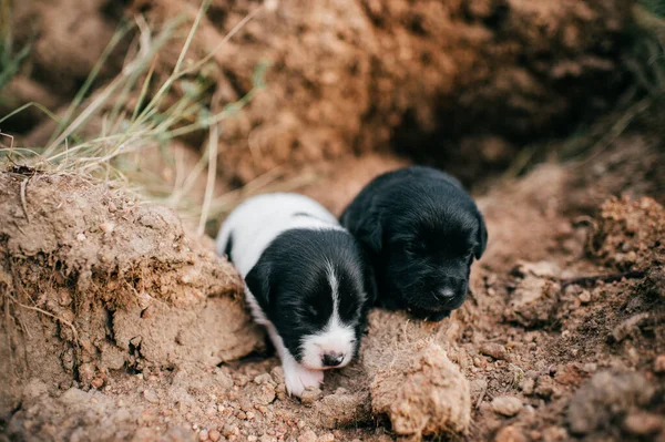 Close New Born Mongrel Poor Abondoned Pitiful Unprotected Puppies Lying — Fotografia de Stock