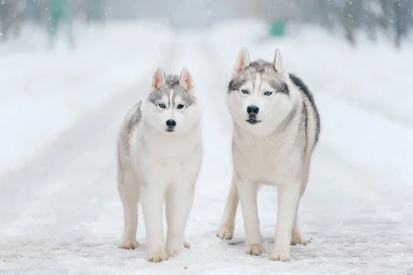 Casal Husky Siberiano Inverno Lindos Cachorros Cães Adoráveis Animal Estimação — Fotografia de Stock