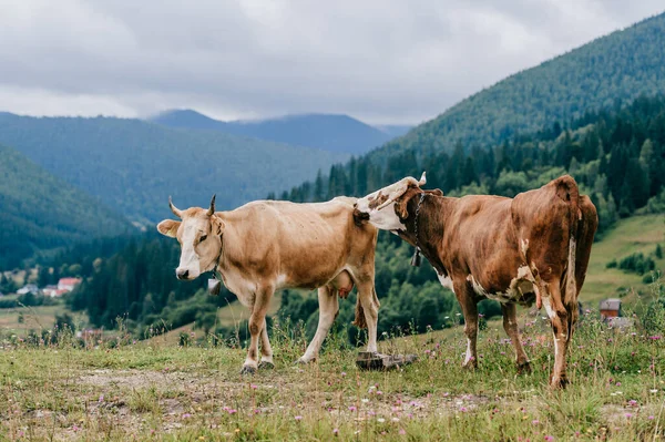 Yaz günü İskoçya 'da çayırlarda seks oyunları oynayan iki komik benekli inek. Tarlada çiftleşen sığırlar ve arka plandaki orman ve dağların manzarası. Hayvan çiftleşme alışkanlıkları