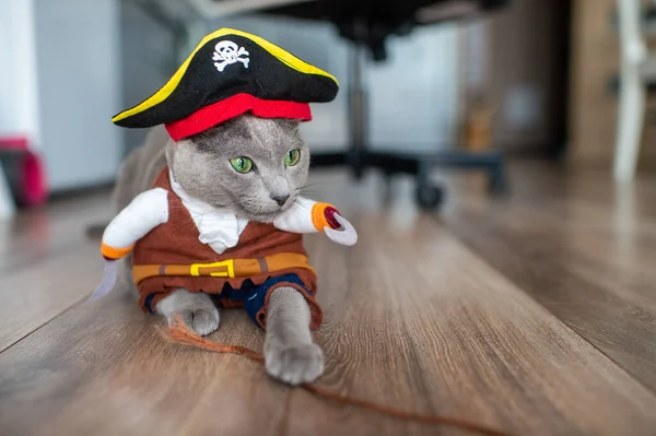 Lovely kitten in pirate costume. Funny cat in the mask.