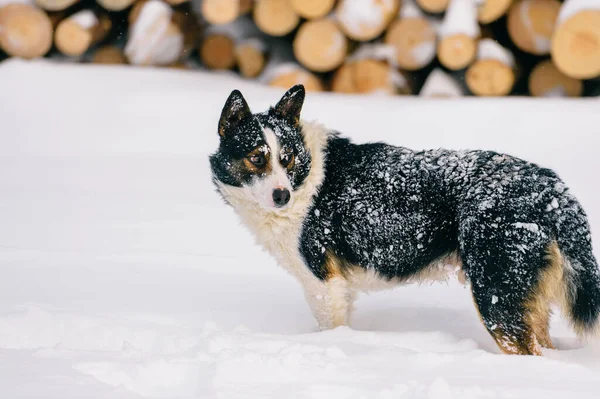 Grappige Hond Staand Sneeuw Met Hout Achtergrond — Stockfoto