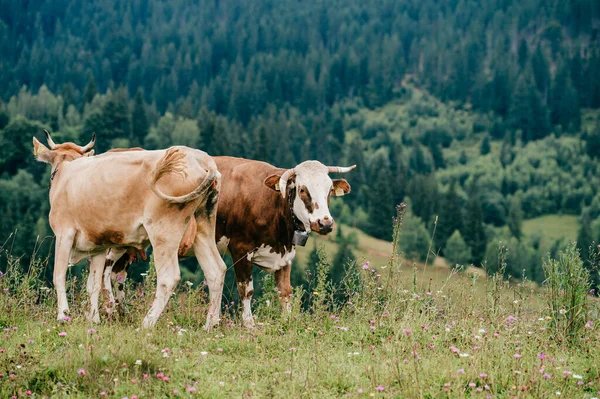 Deux Drôles Vaches Tachetées Jouant Des Jeux Sexuels Sur Les — Photo