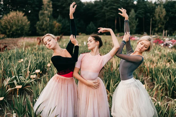Três Bailarinas Mulheres Posando Campo Branco Tutu — Fotografia de Stock