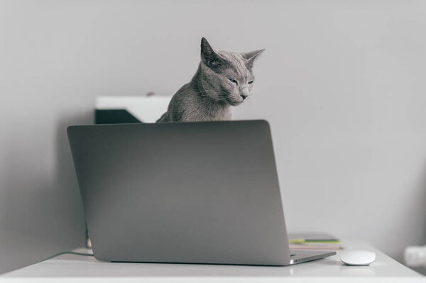Beautiful russian blue cat with funny emotional muzzle sitting on keayboard of notebook relaxing in home interior on gray background. Breeding adorable gray kitten with blue eyes resting on laptop