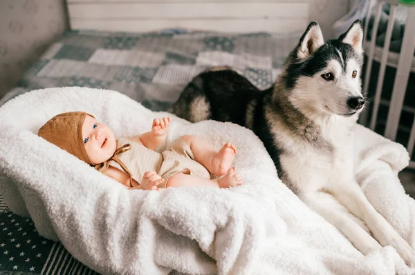 양식부드럽고 집중적 집에서 허스키 강아지와 침대에 유모차에 갓난아기의 아이와 스러운 — 스톡 사진