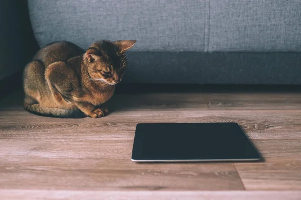 深海猫在平板电脑屏幕前观看 可爱的小猫咪在家里 — 图库照片