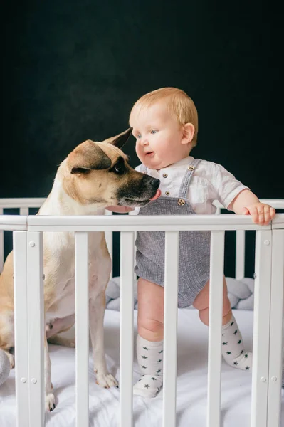 Adorável Menino Com Cão Juntos Berço Sobre Fundo Preto — Fotografia de Stock