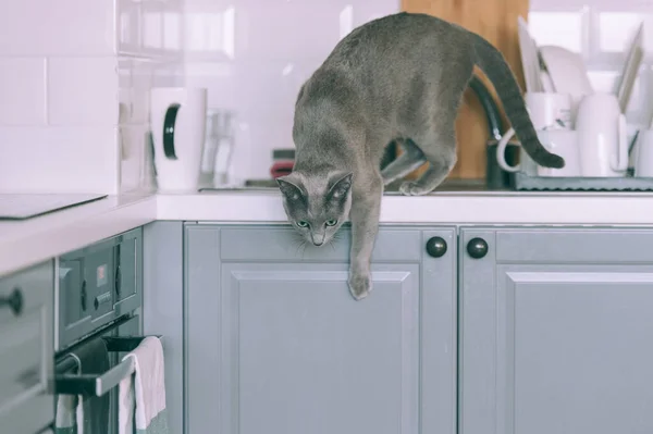 Schöne Kätzchen Spielen Auf Küche Lustige Russische Blaue Katze — Stockfoto