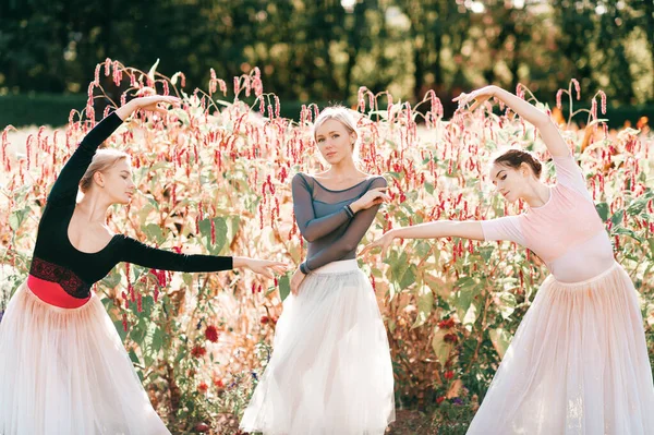 Retrato Dramático Tres Elegantes Bailarinas Posando Bailando Sobre Flores Rosadas —  Fotos de Stock