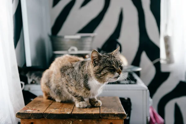 Katze Der Küche — Stockfoto