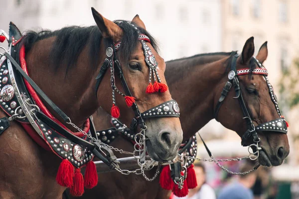 馬車に乗って観光客のために装飾された2頭の馬 — ストック写真
