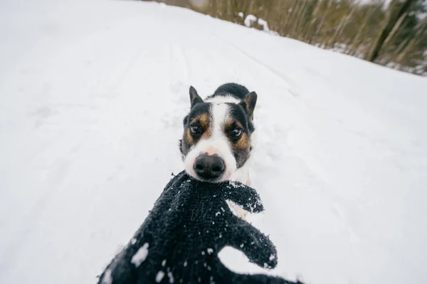 Vtipné Naštvaný Šílený Pes Tahání Majitel Ruku Zimní Zasněžené Silnici — Stock fotografie