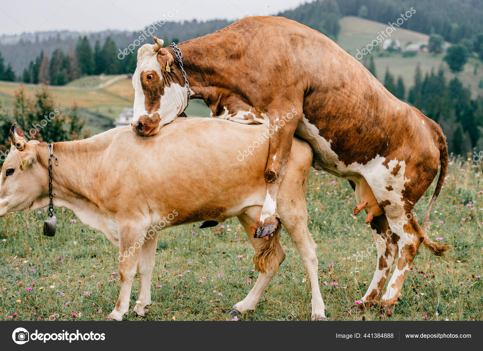 Two Funny Spotted Cows Playing Sex Games Pasture Highland Summer Stock  Photo by ©hplovecraft.mail.ru 441384888