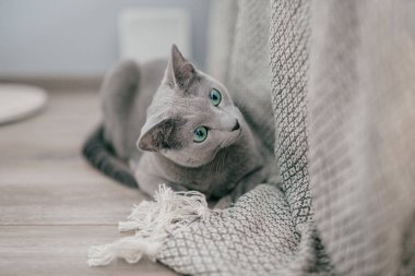 Çok sevimli mavi bir Rus kedisi, komik duygusal bir ağızlık ve ev içinde büyük mavi gözlü bir yaşam tarzı portresi. Gri, oynak yavru kedi oynamak için bekliyor. Güzel aktif dişi kedi dinleniyor..