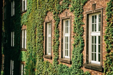 Yeşil sarmaşık pencereli tuğla duvarı kaplıyor 