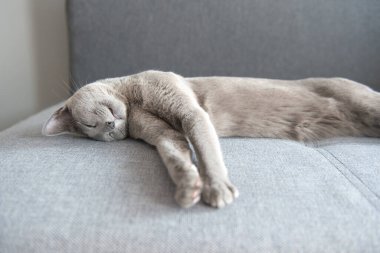 Güzel kedi yatakta uyuyor..