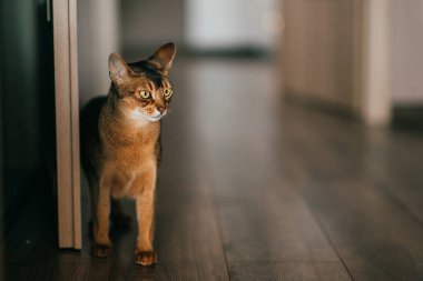 Güzel kedi portresi. İç mekanda Habeş kedisi
