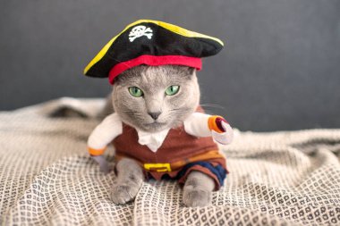 Korsan kostümlü sevimli kedi yavrusu. Maskeli komik kedi..