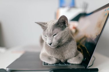 Güzel Rus mavi kedisi iç kısımda defter üzerinde yatıyor. Tembel kedi dizüstü bilgisayarda dinleniyor. Çalışma konsepti.