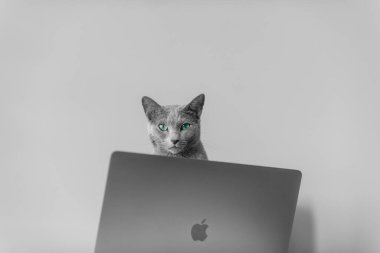 Krakow, Polonya - 31 Mart 2019: Rusya 'nın mavi kedisi evde, arka planda, masaların üzerinde, yepyeni Macbook pro15 inç 2016 klavyesinin üzerinde, komik anlamlı bir ağızlık ile uzanıyor ve dinleniyor.