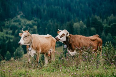 Yaz günü İskoçya 'da çayırlarda seks oyunları oynayan iki komik benekli inek. Tarlada çiftleşen sığırlar ve arka plandaki orman ve dağların manzarası. Hayvan çiftleşme alışkanlıkları