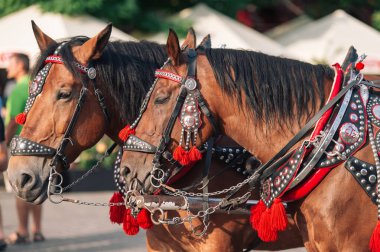 Turistleri at arabasına bindirmek için iki madalyalı at.