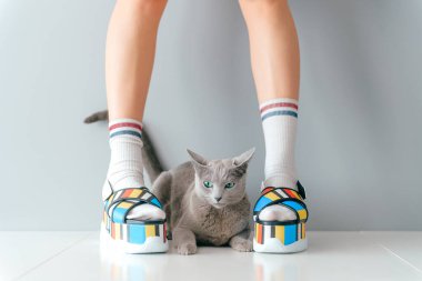 Gri arka planda sevimli kedi yavrusu olan şık ayakkabılar giyen güzel kadın bacakları.