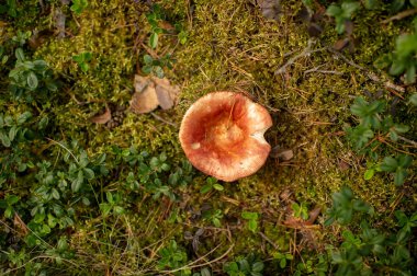 Ormandaki büyük turuncu bir mantarın odaklanmış resmi.