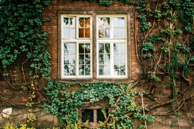 Yeşil sarmaşık pencereli tuğla duvarı kaplıyor.