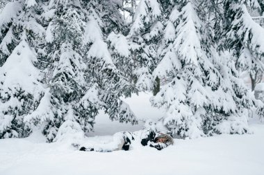 Yalnız adam karlı ormanda uyuyor. 